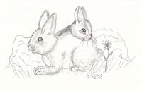 Bunny Snuggles